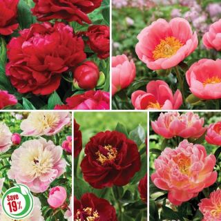 Peony Collection Thumbnail